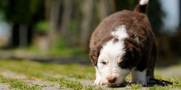 Alexandra Horowitz: Köpekler zamanı kokluyor