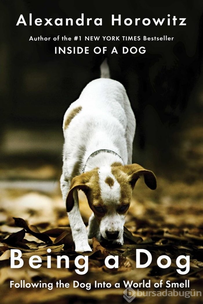 Alexandra Horowitz: Köpekler zamanı kokluyor
