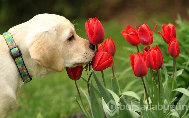 Alexandra Horowitz: Köpekler zamanı kokluyor