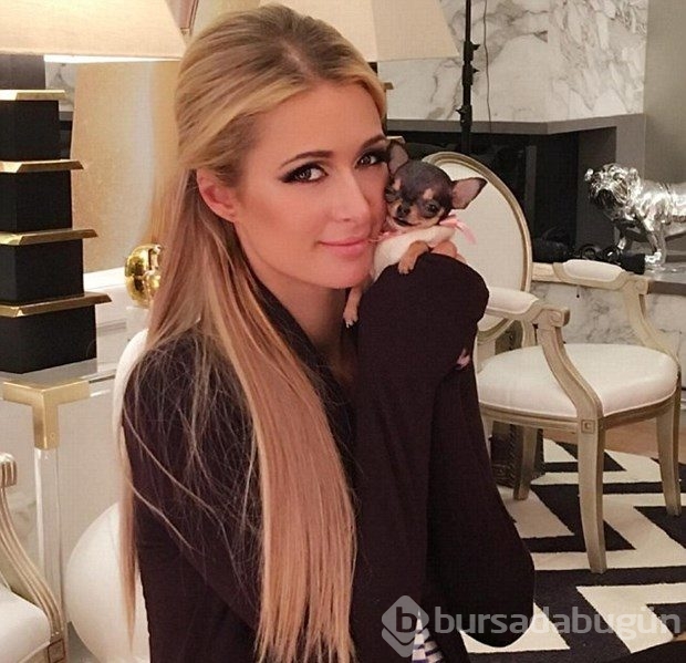 Paris Hilton'un 8 bin dolarlık yeni köpeği