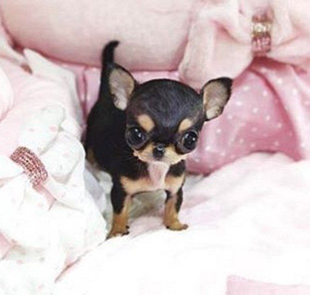 Paris Hilton'un 8 bin dolarlık yeni köpeği