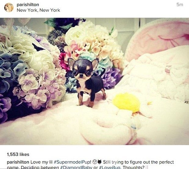 Paris Hilton'un 8 bin dolarlık yeni köpeği