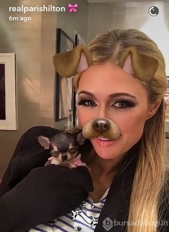 Paris Hilton'un 8 bin dolarlık yeni köpeği