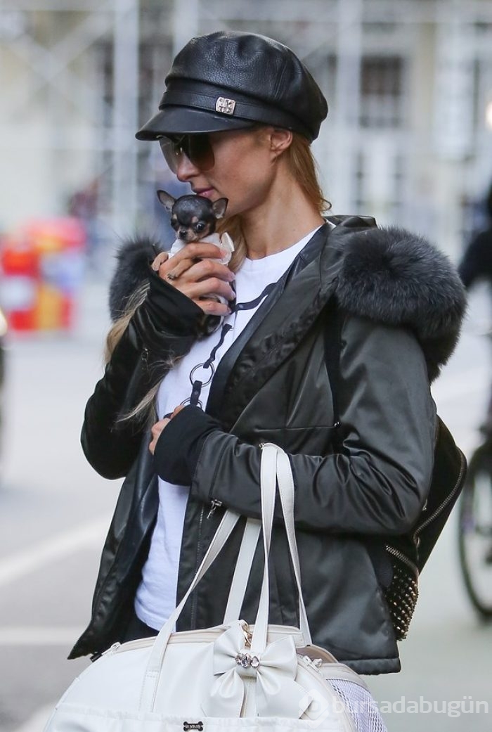 Paris Hilton'un 8 bin dolarlık yeni köpeği