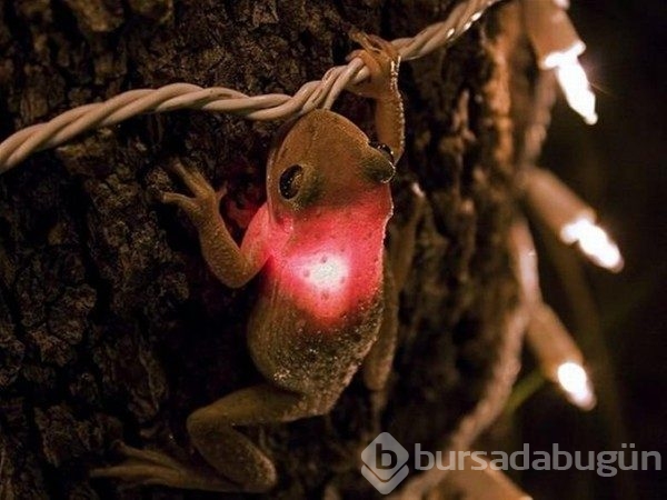 Bu fotoğrafların hepsi gerçek