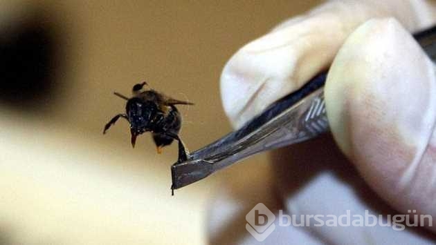 Bu zehir binbir derde deva! 