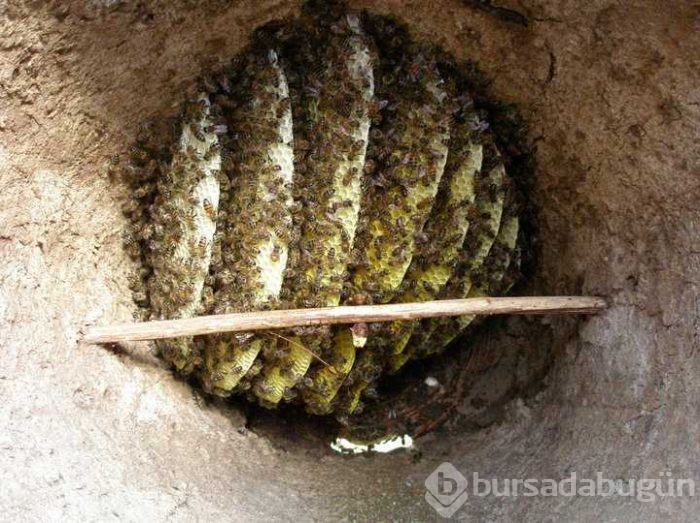 Bu zehir binbir derde deva! 