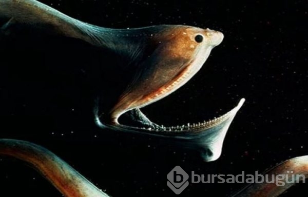 Doğada yaşayan orantısız hayvanlar