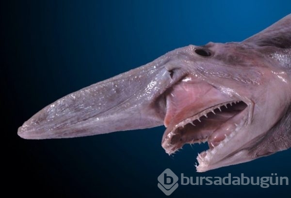 Doğada yaşayan orantısız hayvanlar