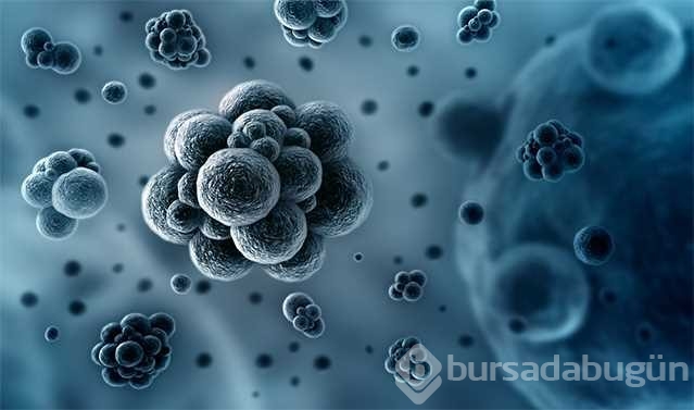 Bilim insanları kök hücreden yumurta elde etti