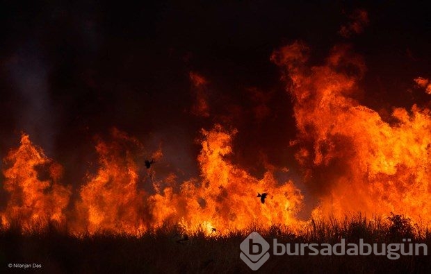 En iyi "Vahşi yaşam fotoğrafı"