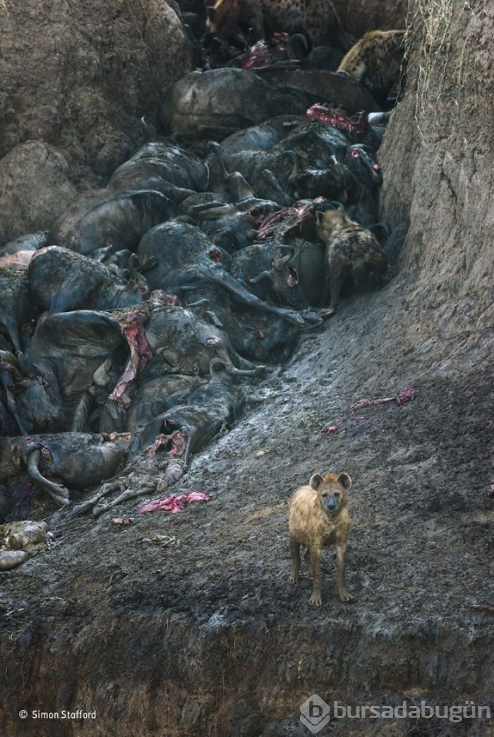 En iyi "Vahşi yaşam fotoğrafı"