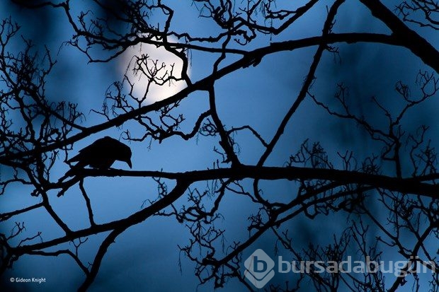 En iyi "Vahşi yaşam fotoğrafı"