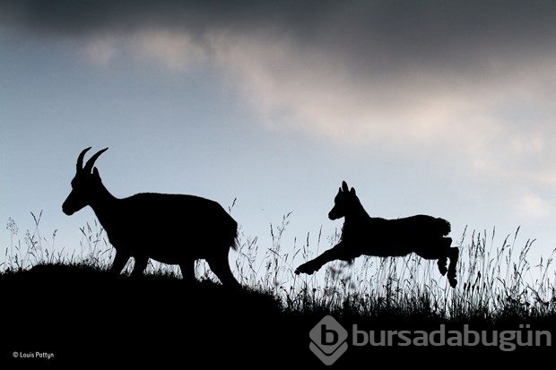 En iyi "Vahşi yaşam fotoğrafı"