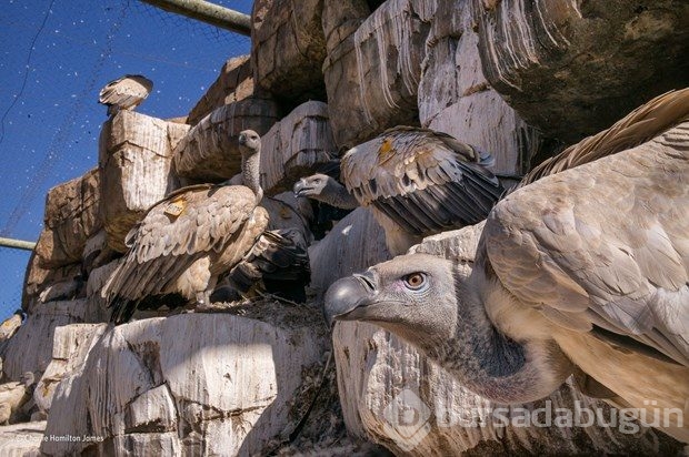 En iyi "Vahşi yaşam fotoğrafı"