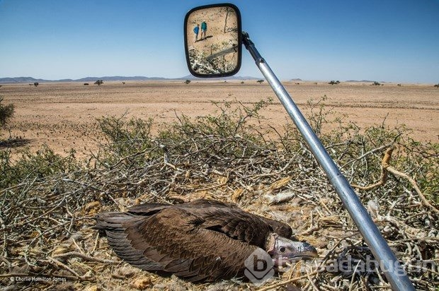 En iyi "Vahşi yaşam fotoğrafı"
