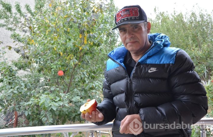 7 yıl sonra gelen esrarengiz meyve
