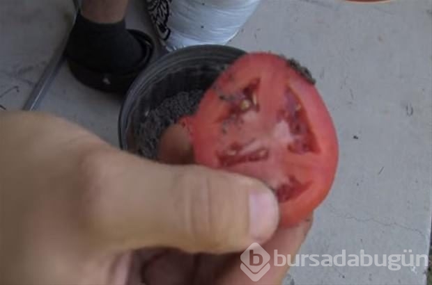 İlginç domates deneyi!