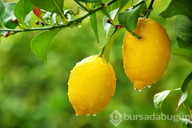 Enginarın bilinmeyen faydaları