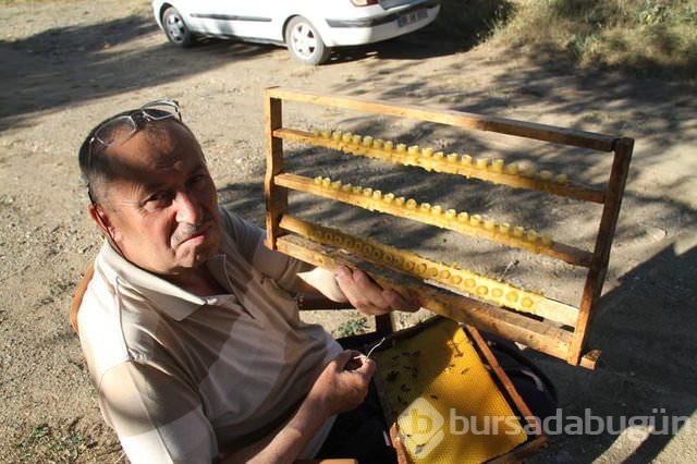 'Biz bunu inekten değil sinekten sağıyoruz'