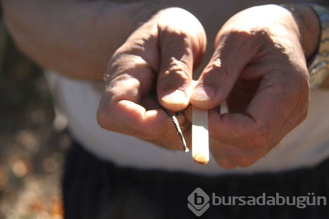 'Biz bunu inekten değil sinekten sağıyoruz'