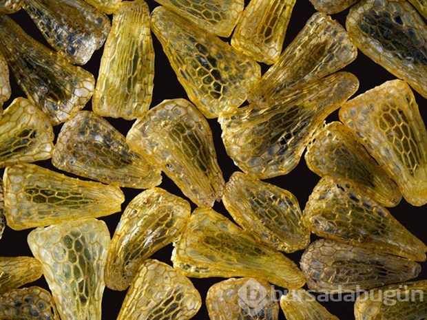 Mikroskobin dünyaya bir de bu gözle bakın