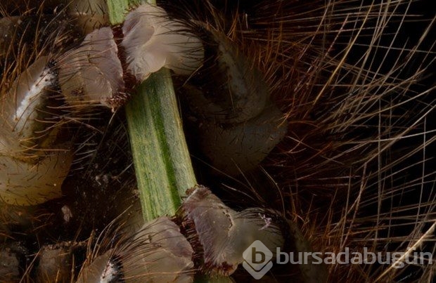 Mikroskobin dünyaya bir de bu gözle bakın