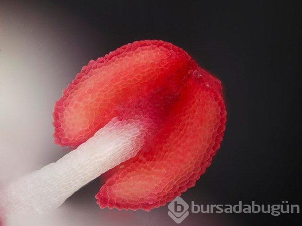 Mikroskobin dünyaya bir de bu gözle bakın