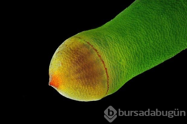 Mikroskobin dünyaya bir de bu gözle bakın