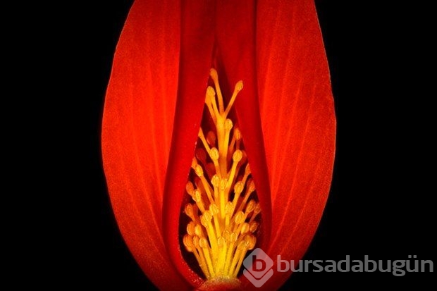 Mikroskobin dünyaya bir de bu gözle bakın
