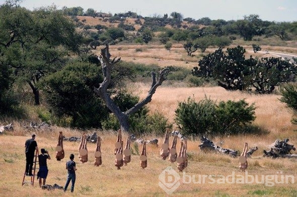 Çırılçıplak amuda kalktılar
