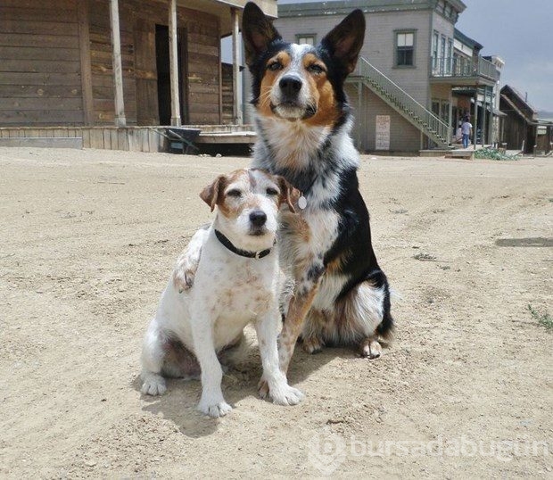 Hollywood'un en akıllı köpeği