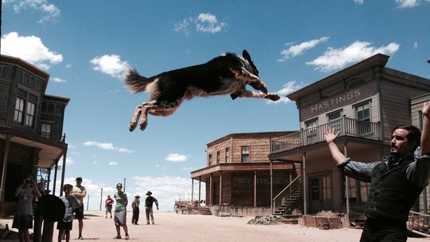 Hollywood'un en akıllı köpeği