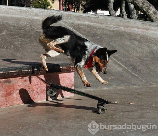 Hollywood'un en akıllı köpeği