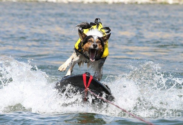 Hollywood'un en akıllı köpeği
