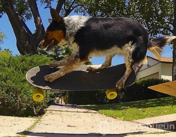 Hollywood'un en akıllı köpeği