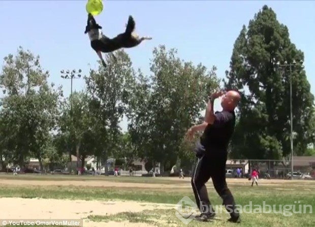 Hollywood'un en akıllı köpeği