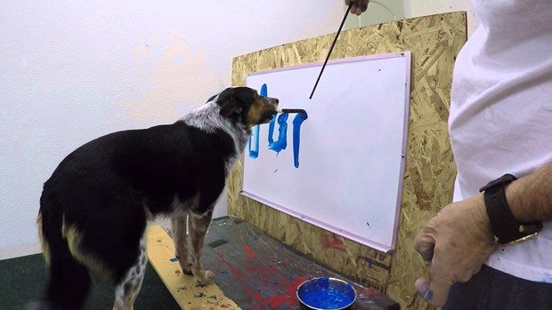 Hollywood'un en akıllı köpeği