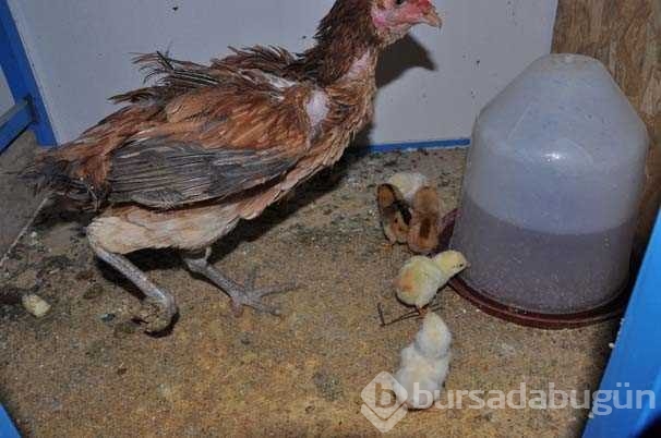 Dört ayaklı civciv görenleri şaşırttı