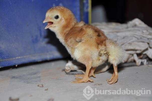 Dört ayaklı civciv görenleri şaşırttı