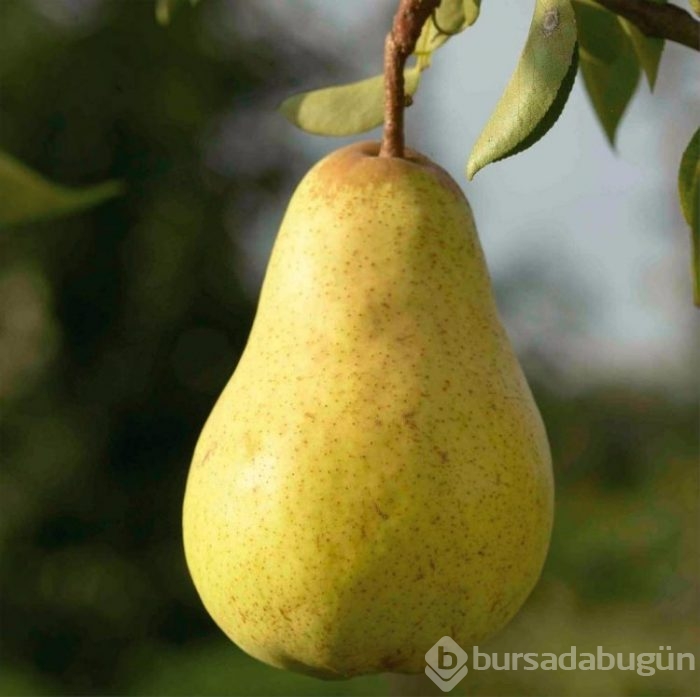 Kasım ayında tüketilmesi gereken besinler