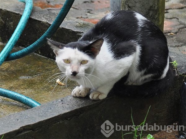 Dikkatli bakın! Kime benziyor...