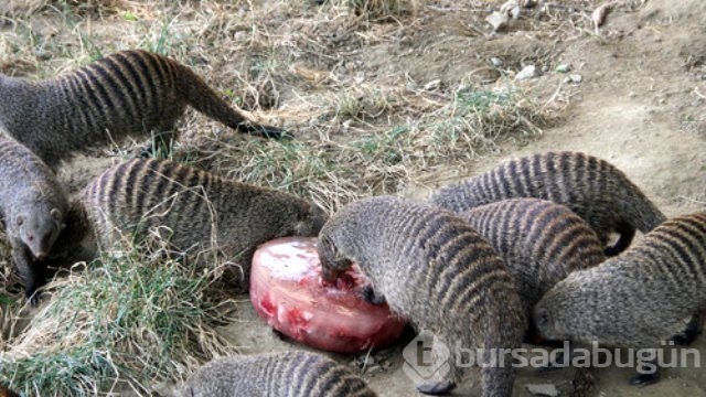 Vahşi doğanın en sıradışı fotoğrafları
