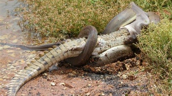 Vahşi doğanın en sıradışı fotoğrafları
