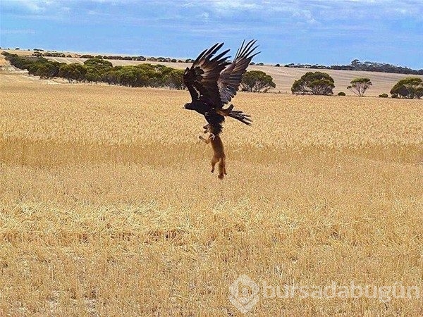 Vahşi doğanın en sıradışı fotoğrafları