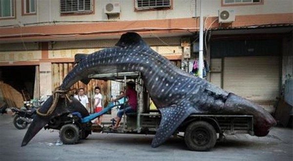 Vahşi doğanın en sıradışı fotoğrafları