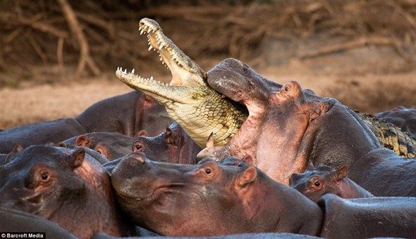 Vahşi doğanın en sıradışı fotoğrafları