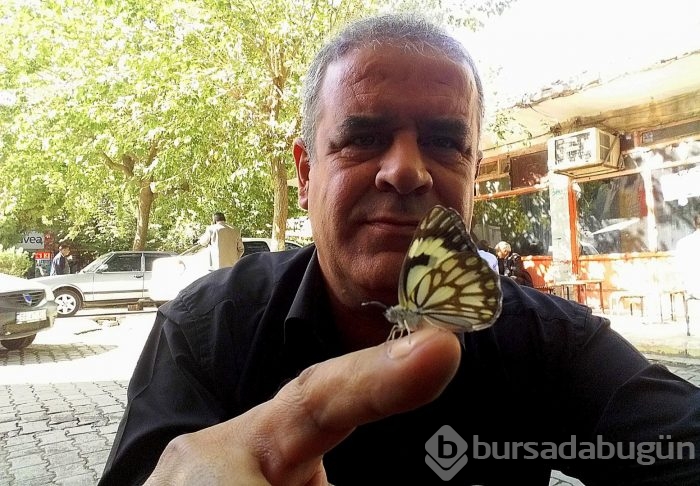 Beyaz Öncü Kelebeği ilk kez Siirt'te görüntülendi