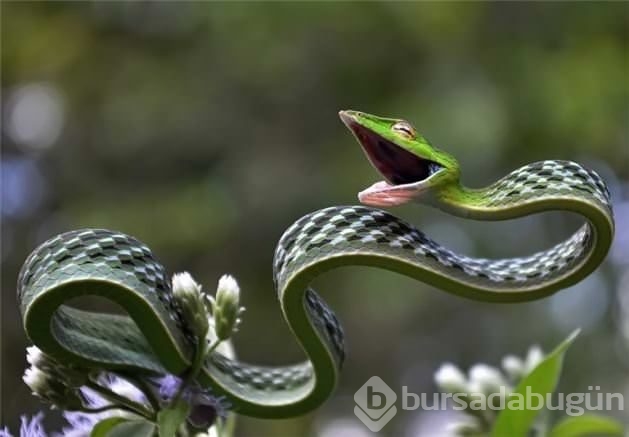 Doğru anlarda çekilmiş fotoğraflar