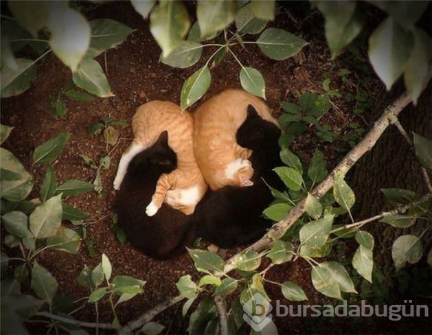 Doğru anlarda çekilmiş fotoğraflar